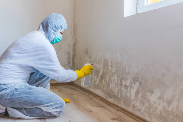 Licensed Black Mold Remediation service in Windsor, NJ - 24 Hour Mold Removal