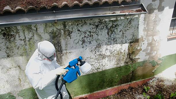 Top rated local Black Mold Remediation specialists in Windsor, NJ
